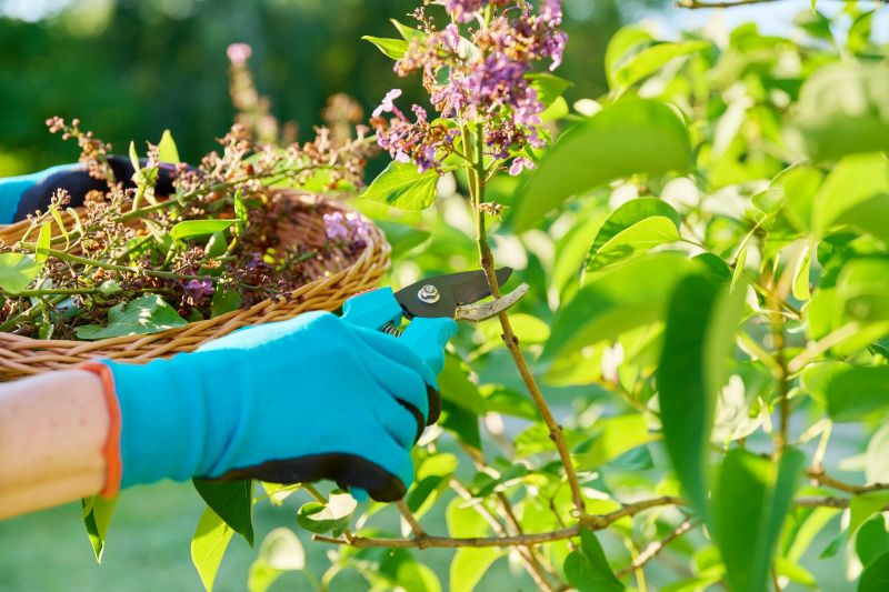 Hydrangea Pruning