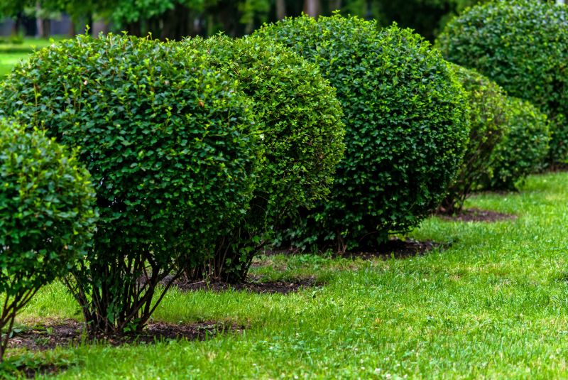 Healthy, Pruned Plants