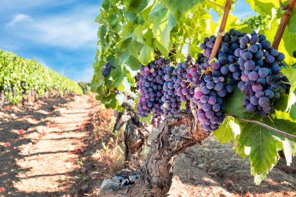 Cost of Grapevine Pruning in Destin