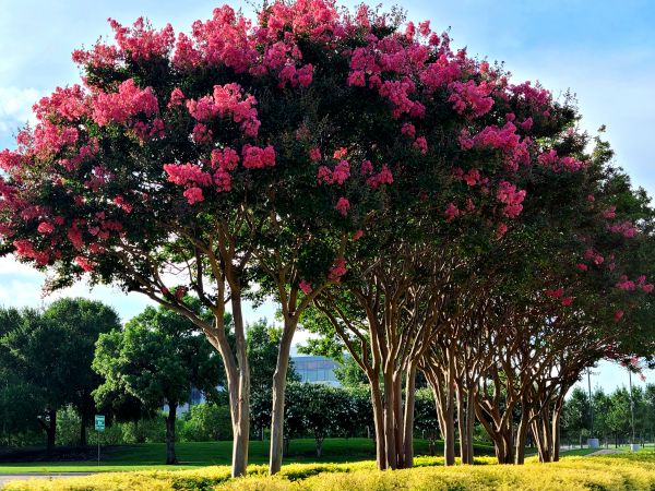 Cost of Crepe Myrtle Pruning in Destin