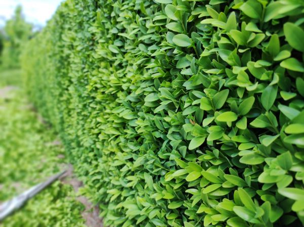Cost of Boxwood Pruning in Destin
