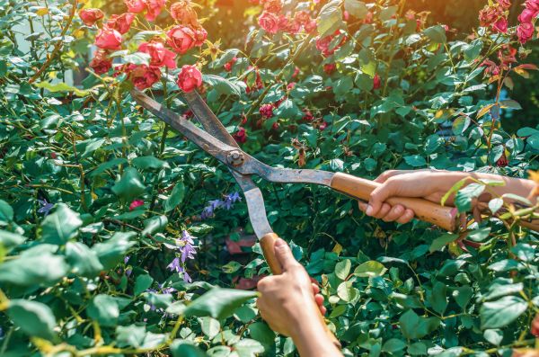 Cost of Knockout Roses Pruning in Destin