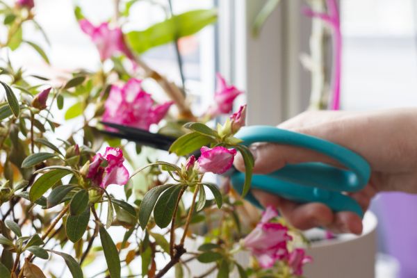 Cost of Azalea Pruning in Destin