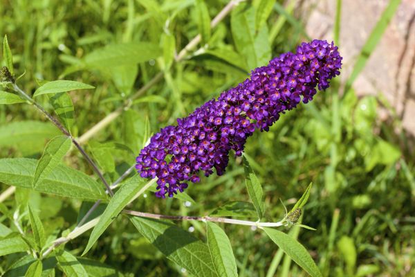 Cost of Butterfly Bush Pruning in Destin